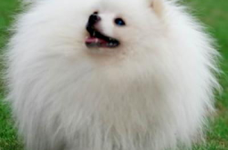 又便宜又容易养的宠物狗狗品种,盘点性价比高的宠物犬品种推荐