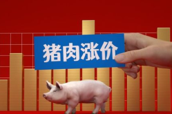猪价大涨,养殖户喜迎丰收，市场供需博弈加剧